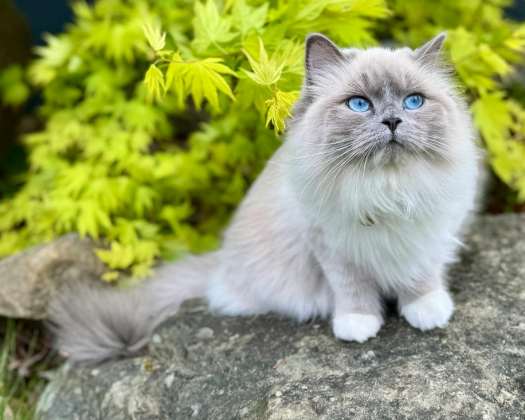 Eine Ragdoll Katze auf einem Stein