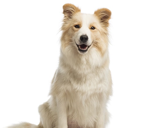 Shetland Sheepdog